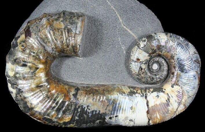 Iridescent Heteromorph Ammonite (Audouliceras) - Russia #39157